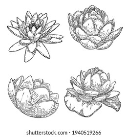 Set of lotus drawings. Various view of water lily blooming heads and leafs. Flowers buds in hand drawn floral style. Wild pond lotus floral design elements for spiritual body and mind visuals. Vector.