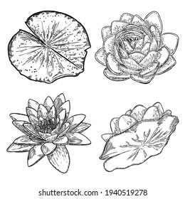 Set of lotus drawings. Various view of water lily blooming heads and leafs. Flowers buds in hand drawn floral style. Wild pond lotus floral design elements for spiritual body and mind visuals. Vector.