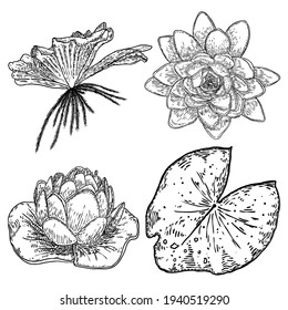 Set of lotus drawings. Various view of water lily blooming heads and leafs. Flowers buds in hand drawn floral style. Wild pond lotus floral design elements for spiritual body and mind visuals. Vector.