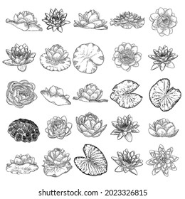Conjunto de dibujos de loto. Varias vistas de las cabezas y hojas de lirio acuático. Las flores brotan en un estilo floral dibujado a mano. Elementos de diseño floral de loto de estanque silvestre para imágenes espirituales del cuerpo y la mente. Vector