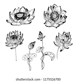 Set lotus is drawn in vector. Graphic arts. Festive flower. Dent Diwali.