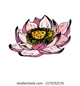 Set lotus is drawn in vector. Graphic arts. Festive flower. Dent Diwali.