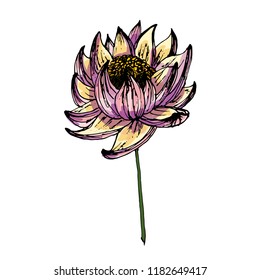 Set lotus is drawn in vector. Graphic arts. Festive flower. Dent Diwali.