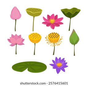 Set of lotus flower collection, Lotus Aquatic Plant with Large Showy Flowers and Leaves and flower, seeds, isolated on white background, flat vector illustration.