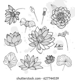 Set of lotus flower in different views. Bloomed, buds and leaves. Hand drawn contour illustrations collection.