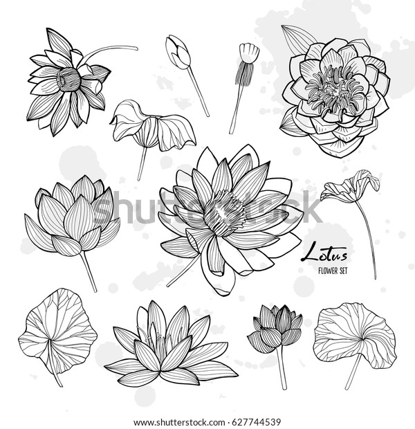 様々なビューの蓮の花のセット 芽や芽や葉が咲いた 手描きの輪郭イラストコレクション のベクター画像素材 ロイヤリティフリー