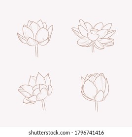 Conjunto de ilustraciones de flores de Lotus - Archivo vectorial