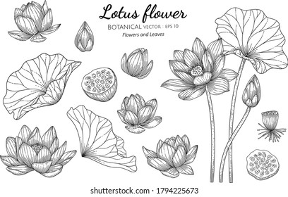 Set of Lotus flower and leaf hand drawn botanical illustration with line art on white backgrounds. 