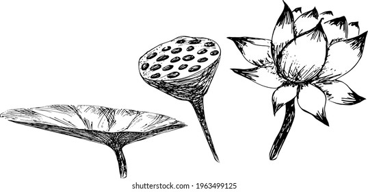 Set of lotus flower and leaf. Hand drawing vector illustration isolated on white background. Monochrome engraving technique.