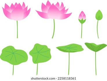 Set of lotus flowers, buds and leaves