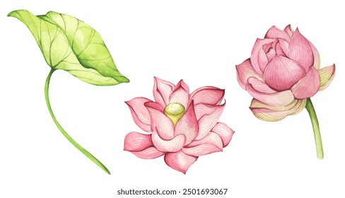 Lotusblütensatz. Chinesische Seerose. Vintage-Stil. Aquarellgrafik. Design für die Gestaltung von Einladungen, Stoffen und anderen Gegenständen.