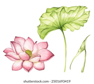 Set of lotus flowers. Chinese water lily. Vintage style. Watercolor illustration. Design for the design of invitations, fabrics and other items.