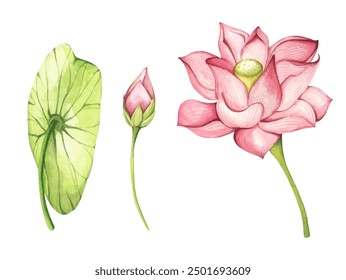 Set of lotus flowers. Chinese water lily. Vintage style. Watercolor illustration. Design for the design of invitations, fabrics and other items.