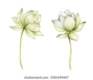 Set of lotus flowers. Chinese water lily. Vintage style. Watercolor illustration. Design for the design of invitations, fabrics and other items.