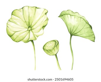 Set of lotus flowers. Chinese water lily. Vintage style. Watercolor illustration. Design for the design of invitations, fabrics and other items.