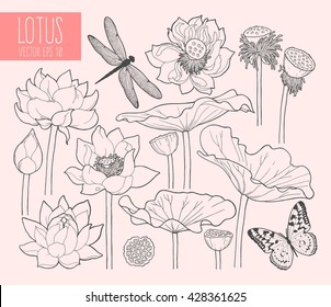 Set of lotus flowers and leaves