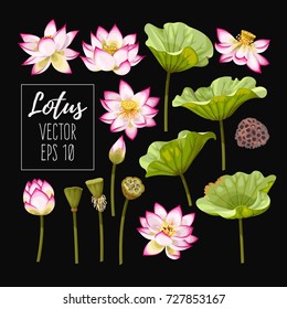 Set of lotus flowers and leaves