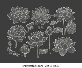 A set of lotus flowers and leaves isolated on a black background. Completed in a drawn flower linear style. Vector illustration.