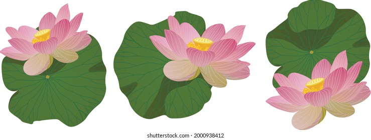 Set of lotus flowers and lotus leaves on a white background. Leaves and flowers in a realistic color. Vector illustration for printing. Suitable for decorating fairy tales, stories, manicure. 