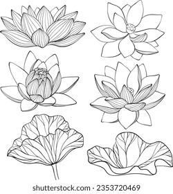 Set of lotus. Lotus flowers line art. Black and white vector illustration.