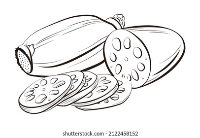 a set of Lotus root vector illustration