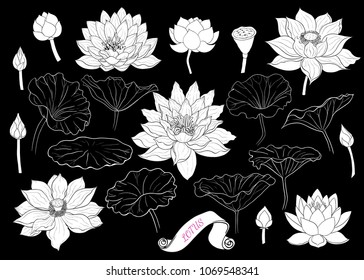 
Set of lotus silhouettes . Linear vector drawing of lotus flowers, buds and leaves. Isolated elements in sketch style.
