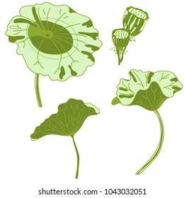 Set of   lotus. Vector illustration.