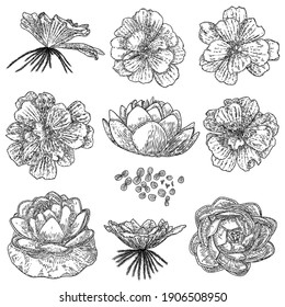 Rose Flower Set Hand Drawn Illustration Stock Vector (royalty Free 