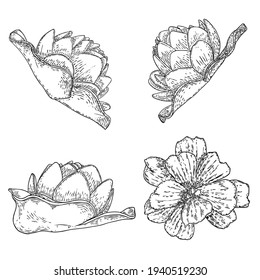 Set of lotuses, line art stylized. Collection of lotus flowers blooms. Black white, hand drawn isolated water pond lily floral. Body and mind designs elements. Vector.