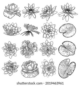 Set of lotuses, line art stylized. Collection of lotus flowers blooms. Black white, hand drawn isolated water pond lily floral. Body and mind designs elements. Vector.