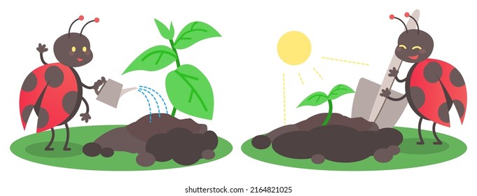 Set of lovely ladybug planting tree in soil, watering and care for the tree to grow, animal in cartoon style, vector illustration
