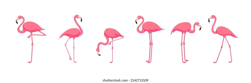 Set of lovely pink flamingo from different angles on white background. Vector beautiful characters flamingo in cartoon style.