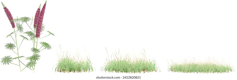 set of Lupinus polyphyllus,simple grass smal,simple grass large on transparent background, 3D rendering