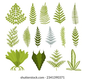 Set of Lush, Green Fern With Delicate, Feathery Leaves. Thrives In Shady Environments And Adds A Touch Of Elegance With Its Unique Fronds. Cartoon Vector Plants Isolated on White Background