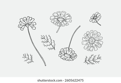 Set of luxury chamomile flowers. Trendy botanical elements. Hand drawn line leaves branches and blooming. Wedding elegant wildflowers for invitation save the date card.