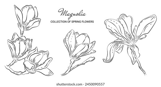 Set of luxury magnolia flowers in doodle style. Trendy botanical elements on a white background and without. Wedding elegant spring primroses for invitation save date card. Sketch of a spring-blooming