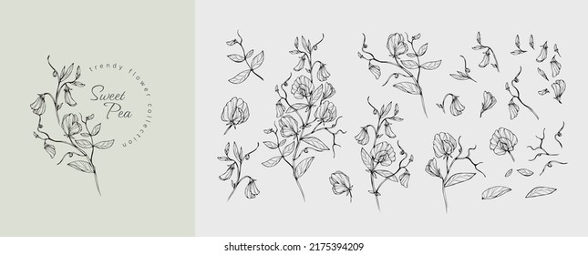 Set of luxury sweet pea flowers and logo. Trendy botanical elements. Hand drawn line leaves branches and blooming. Wedding elegant wildflowers for invitation save the date card. Vector trendy greenery