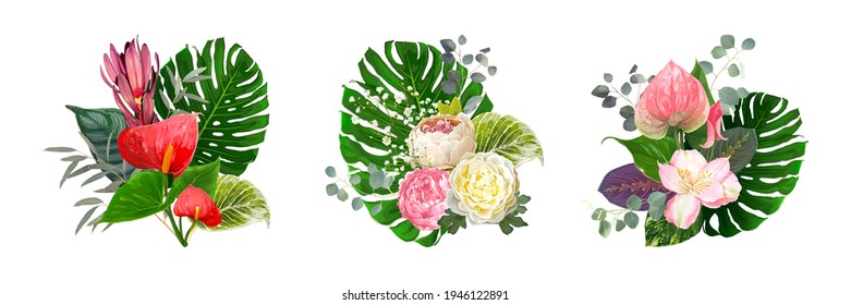 Set of luxury vector bouquets isolated on a white background. Blooming flowers of Anthurium, Paeonies, Leucadendron, tender Gypsophila among leaves of Eucalyptus, Monstera, Epipremnum, Ctenanthe