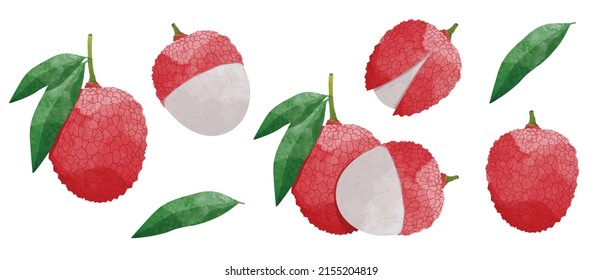 Set of Lychee Fruit with Leaves Design elements. watercolour style vector illustration.