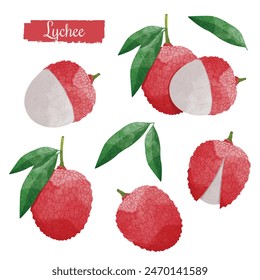 Set of Lychee Fruit with Leaves Design elements. watercolour style vector illustration.