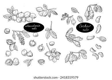 Set of Macadamia and cashew nuts brunch outline sketch background. Vector illustration isolated. 