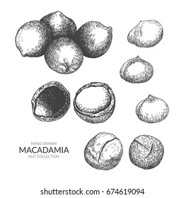 Set of macadamia. Hand drawn vintage black and white illustration. Nut vector collection.