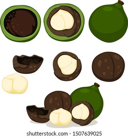 set of macadamia nut isolated for decoration.