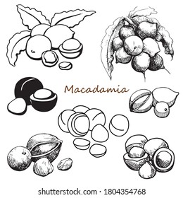 Set Macadamia nuts. Hand drawn sketch graphics elements,black and white