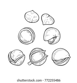 Set of macadamia nuts. Hand drawn vintage. Engraved vector sketch etch illustration 