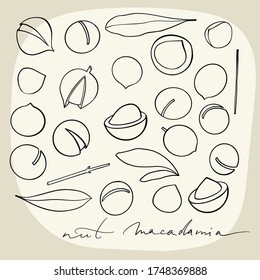 Set of macadamia nuts in the shell, peeled and on a branch.Line silhouettes. Health food. Vector illustration.