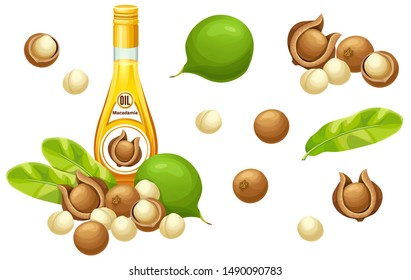 Set macadamia oil, seed and leaf. Isolated vector illustration on white background.