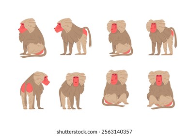 Set of Macaque. Ape with grey hair and red face. Cartoon style animal. Vector illustration isolated on white background.