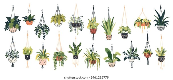 Set of macrame plant in pot. Garden house indoor hanger flowerpots. Hanging macrame home plants for interior decor. Vector illustration in flat cartoon style