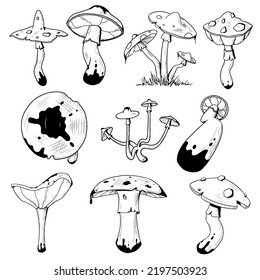Set of magic mushrooms. Vector illustrations. Isoalted on white. Hand-drawn style.	